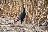 Turkeys Bosque Del Apache Dec 2018